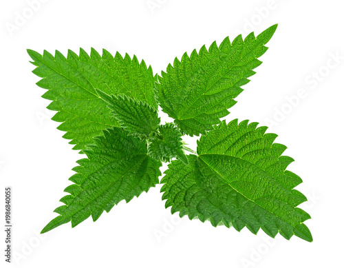 Green nettle leaf isolated on white background, fresh stinging nettle foliage cutout nature compositing