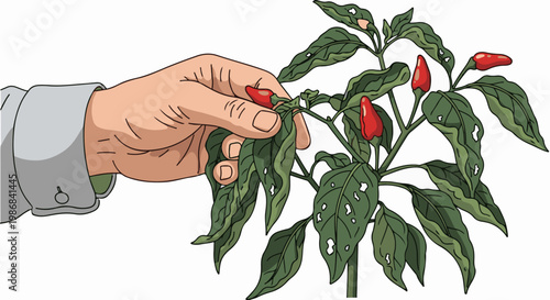 Hand picking a red chili pepper from a plant with green leaves