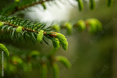 Photos Close up of fresh light green spruce tips on a coniferous branch in a spring for