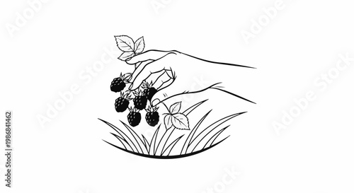 Hand picking ripe berries from a bush among grass