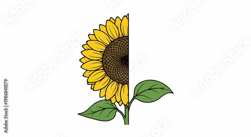 Half a sunflower with leaves on a white background
