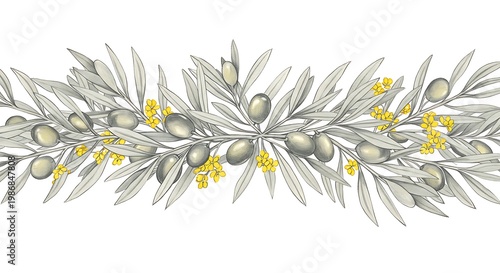 Silver Olive Branch Botanical Illustration