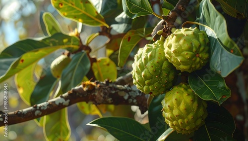 A close-up of green fruits on a tree branch with leaves