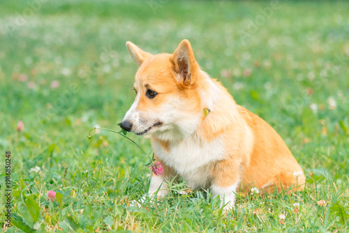 Welsh Corgi dog with a clover in its mouth sitting on the grass in park, side view