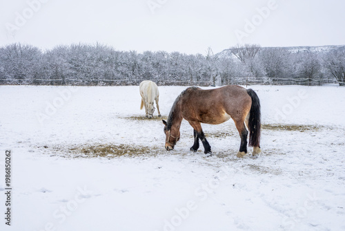 Two horses grazing in a snow-covered pasture during winter