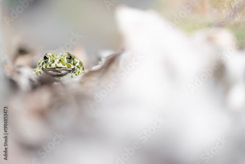 The European green toad in the spring season (Bufotes viridis)