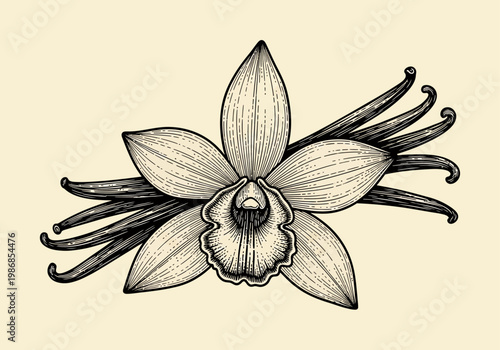 Vintage Hand-Drawn Vanilla Orchid Flower and Pods Botanical Illustration; Woodcut Style Etching for Bakery, Spice, and Fragrance Design