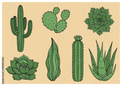 Set of Hand-Drawn Desert Cacti and Succulent Plants Illustrations on Beige Background