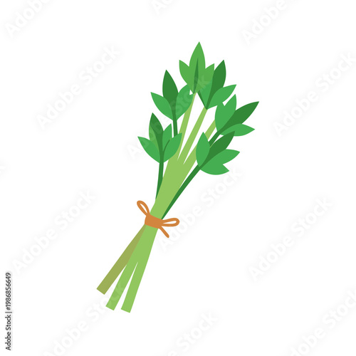 Green cilantro bundle tied with orange string for spicy culinary recipes and fresh food styling