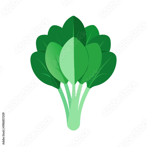 Fresh bok choy bunch tied with twine isolated on transparent background vector
