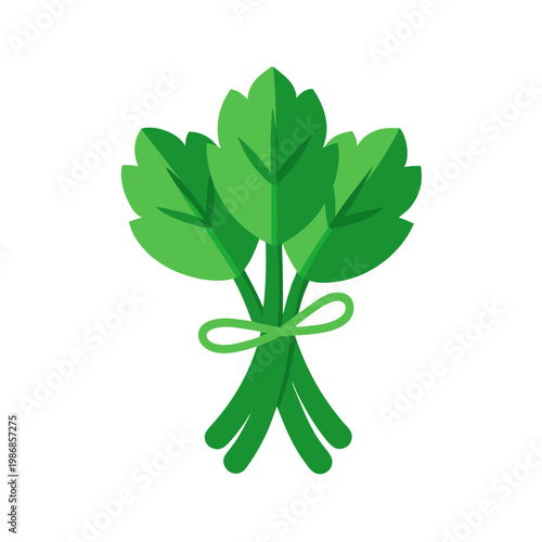 Flat vector illustration of fresh parsley sprigs tied with green string on transparent background