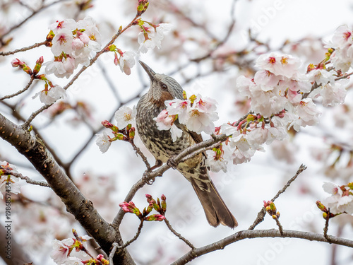 桜とヒヨドリ