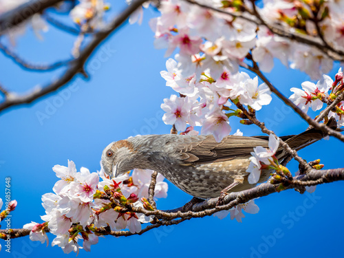 桜とヒヨドリ