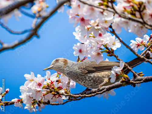 桜とヒヨドリ