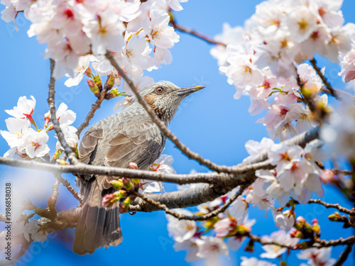 桜とヒヨドリ
