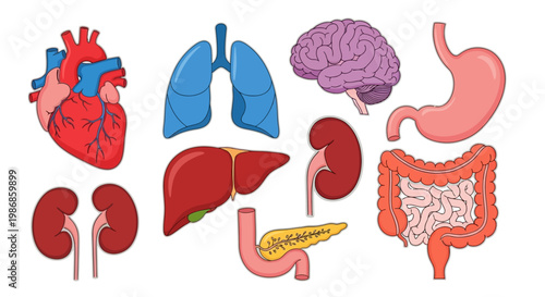 Anatomical illustration of human internal organs including heart, lungs, liver, kidneys, brain, and intestines.