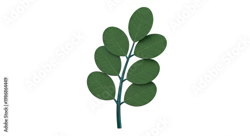 Green Leafy Branch on White Background