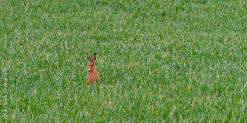 A Young Hare, Lepus europaeus sitting in a field of winter Wheat looking to its right on a Spring day in April.