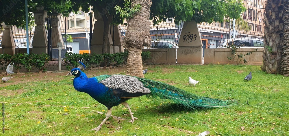 Obraz premium A beautiful peacock in the wild. A peacock walks in a park in Spain. A peacock with a long tail.