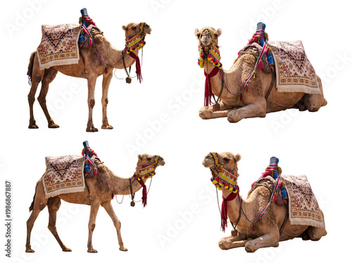 Photograph of four adorned dromedary camels in various positions, isolated on a transparent background.