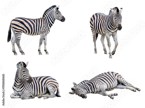 Collection of diverse zebra poses featuring standing, walking, sitting, and resting animals on transparent background.