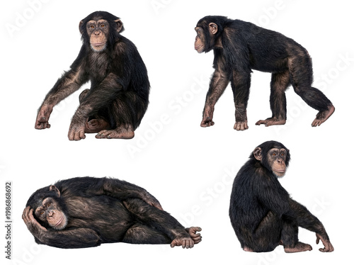 Obraz na płótnie A collection of expressive chimpanzees in various natural poses.