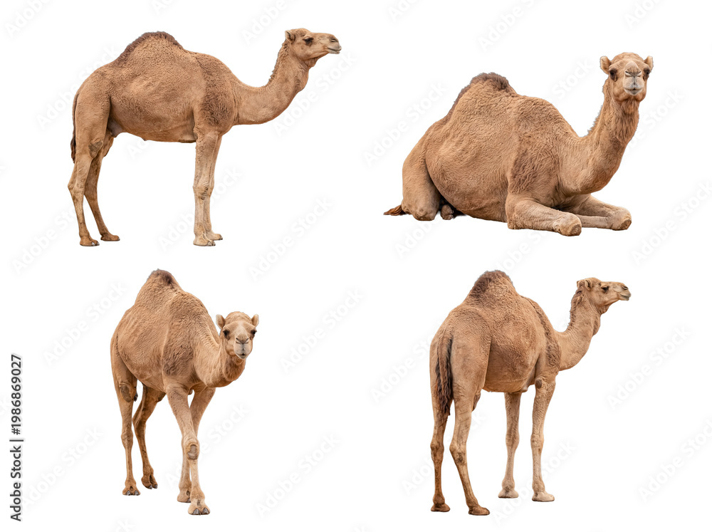 Ταπετσαρία Photograph of four undomesticated dromedary camels in various poses, isolated on a transparent background