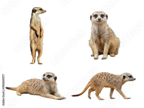 Photos Adorable meerkats in various characteristic alert and social poses, captured with clarity