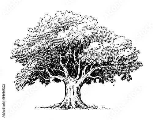 Detailed black and white ink of a large deciduous tree with sprawling branches and textured foliage