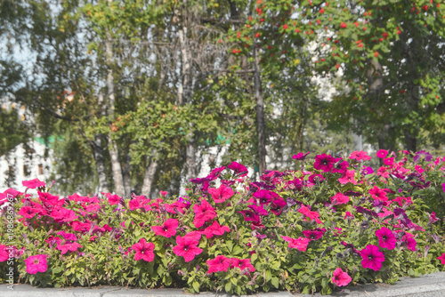 flowers in the park