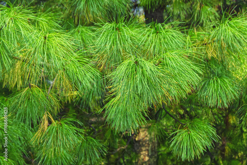 close up of pine needles
