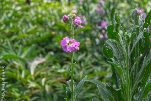 pink flowers on green grass