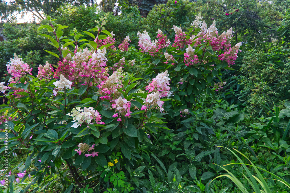 Obraz premium pink and white flowers