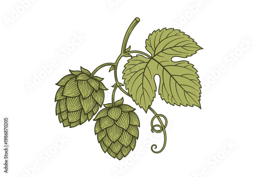Vintage Hand-Drawn Botanical Illustration of Hop Cones and Leaves for Craft Beer Branding and Brewery Labels