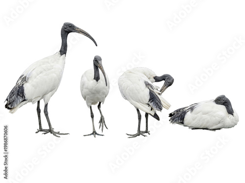 Фотография Australian white ibis bird collection in various poses, isolated on a transparent background