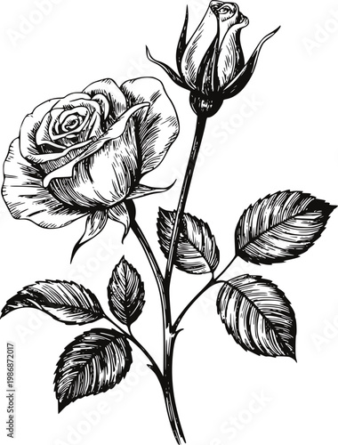 Black and white ink of a blooming rose and bud with leaves a white background flower