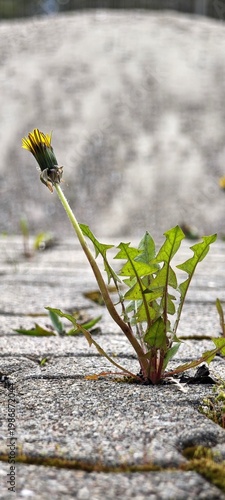Löwenzahn in Fuge von Pflasterung