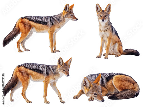 Canvastavla Remarkable photograph featuring black-backed jackals in diverse poses, isolated on transparent background
