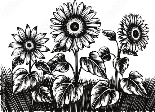 Black and white of blooming sunflowers with large leaves in grassy field plant nature