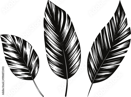 Black and white stylized feathers with detailed veins white background, leaf nature