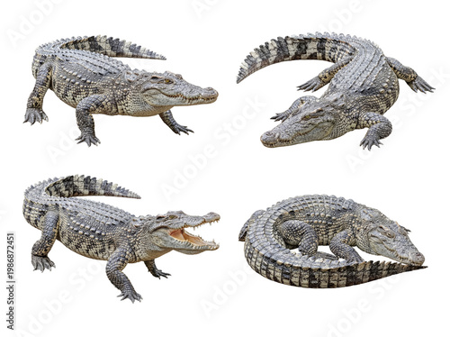 Obraz na płótnie Collection of crocodiles in various natural poses, isolated on a transparent background