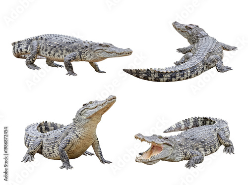 Canvas Print Impressive collection of four freshwater crocodiles in various natural poses, isolated with a transparent background