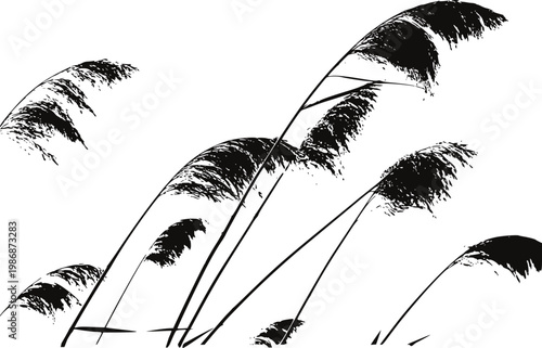 Black silhouette of pampas grass plumes swaying against a white background