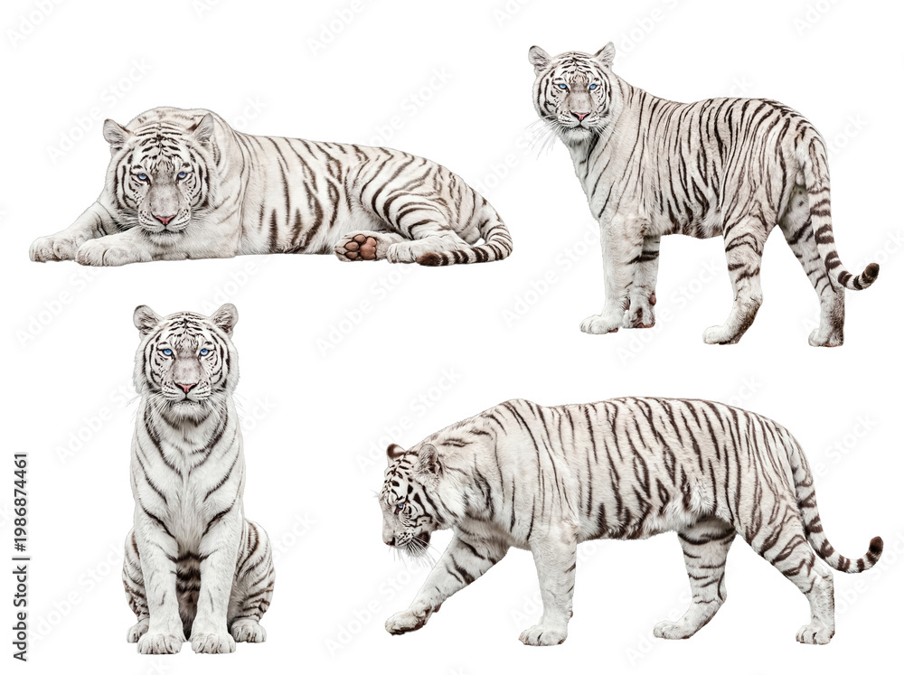 Obraz premium Majestic white tigers in various elegant poses, showcasing their unique patterns and striking blue eyes on.