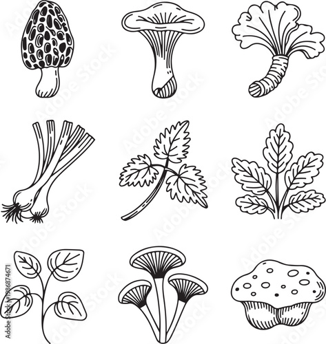 Hand drawn vector mushroom and herb collection featuring morel, chanterelle, and botanical leaf icons in minimalist line art style