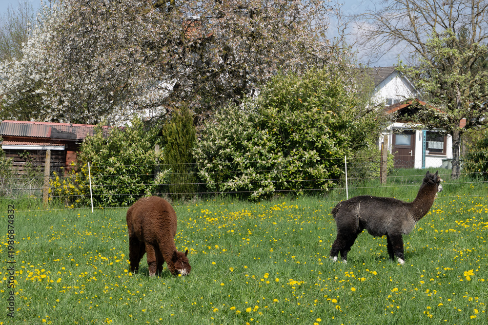 Fototapeta premium alpaka tier natur lama