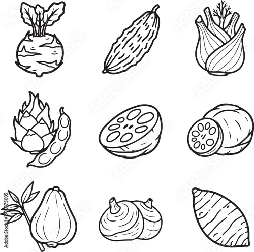 Hand drawn vector exotic vegetable collection featuring kohlrabi, bitter gourd, lotus root, and fennel icons in doodle line art style.
