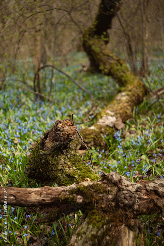 A photograph of an old log in a springtime forest.