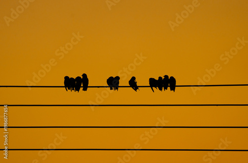 Silhouette of birds perched on power lines against a vibrant orange sunset sky