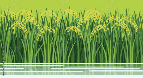 Lush green rice stalks with golden heads reflect in still water